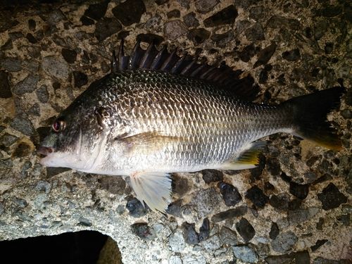 キビレの釣果
