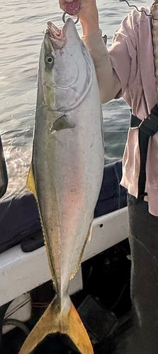 メジロの釣果