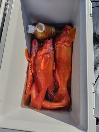 アカハタの釣果