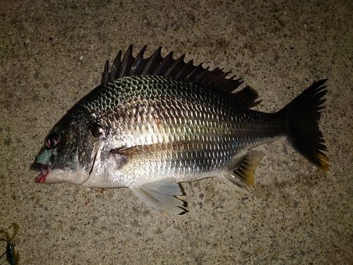 キビレの釣果