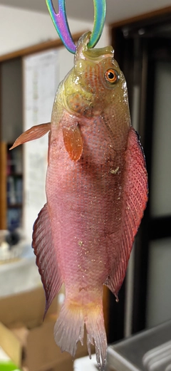 メギスの釣果
