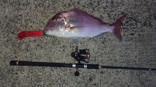 マダイの釣果