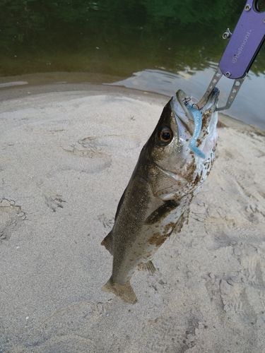 スズキの釣果