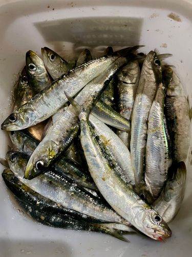 イワシの釣果