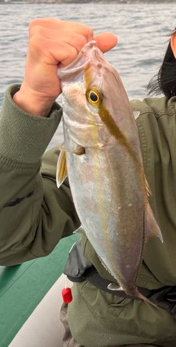 シオの釣果