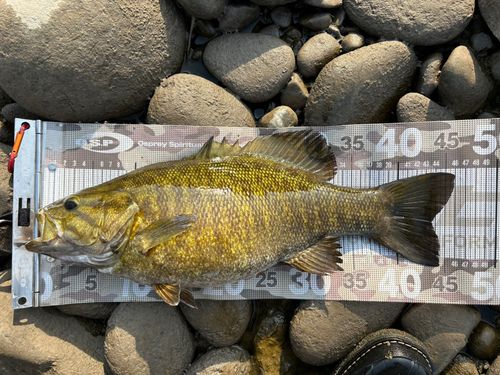 スモールマウスバスの釣果