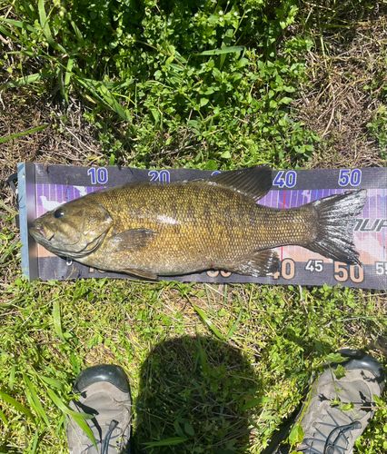 スモールマウスバスの釣果