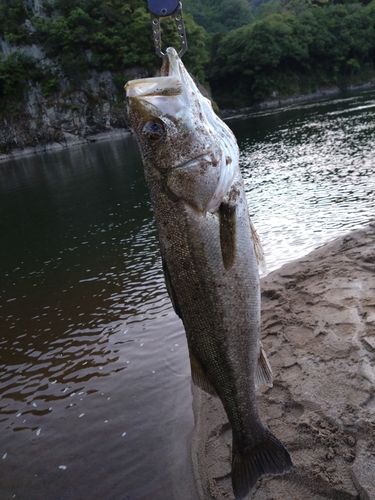 スズキの釣果