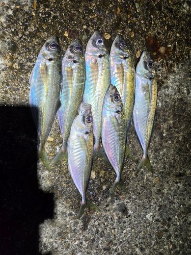 アジの釣果