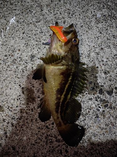 シマゾイの釣果