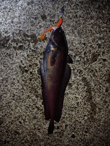 ドンコの釣果