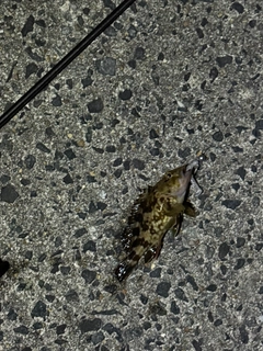 カサゴの釣果