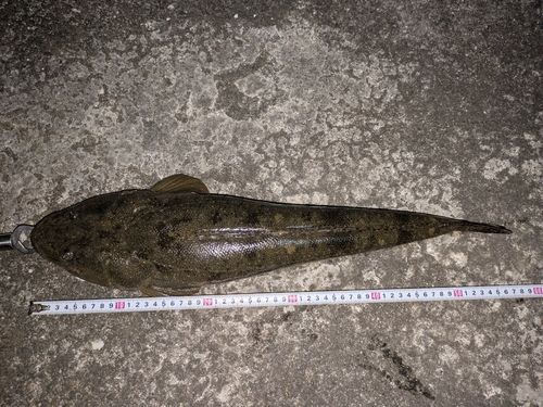 マゴチの釣果