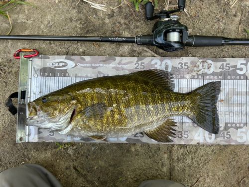 スモールマウスバスの釣果