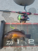メバルの釣果