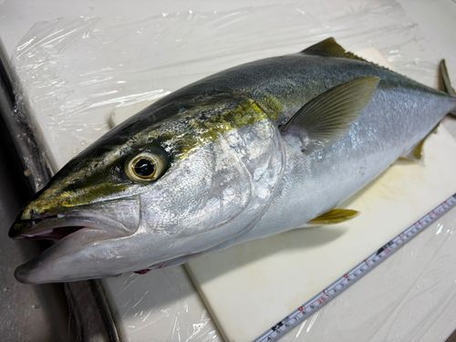 メジロの釣果