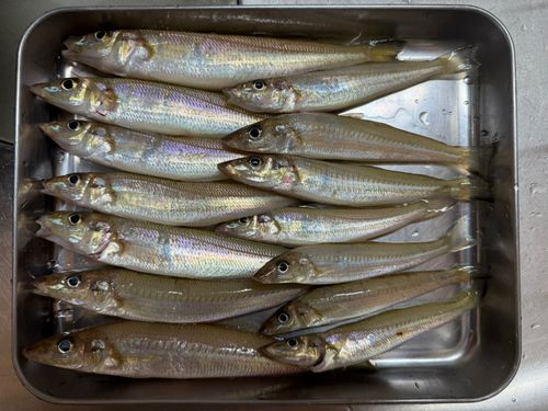キスの釣果