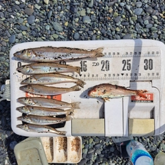 シロギスの釣果