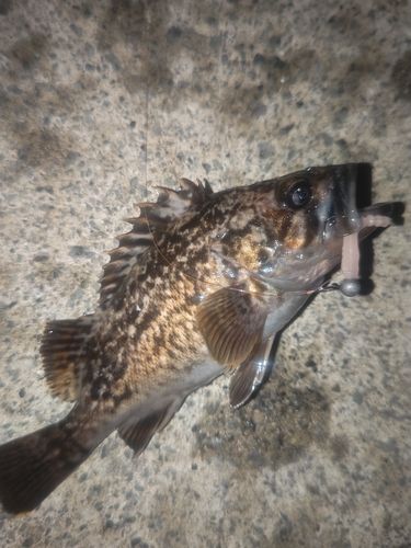 クロソイの釣果