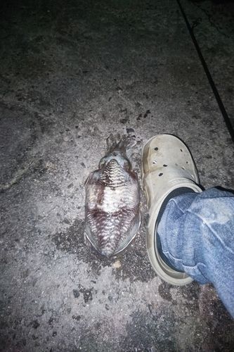 コウイカの釣果