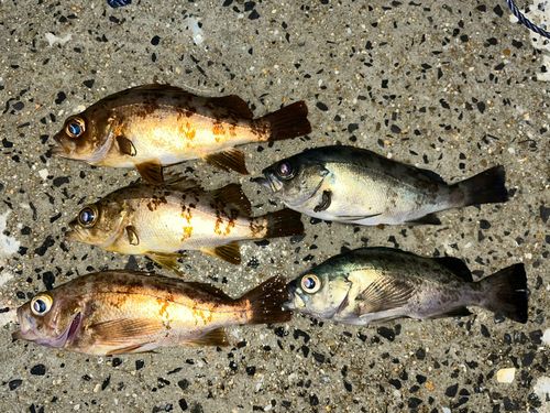 メバルの釣果