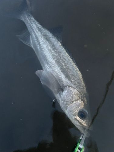 フッコ（マルスズキ）の釣果