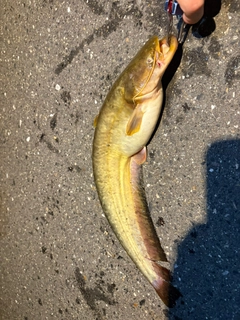 ナマズの釣果
