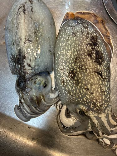 シリヤケイカの釣果
