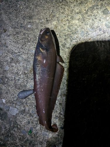 アナゴの釣果