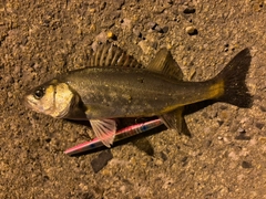 セイゴ（マルスズキ）の釣果