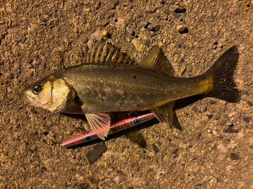 セイゴ（マルスズキ）の釣果