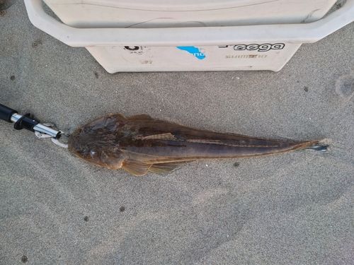 マゴチの釣果