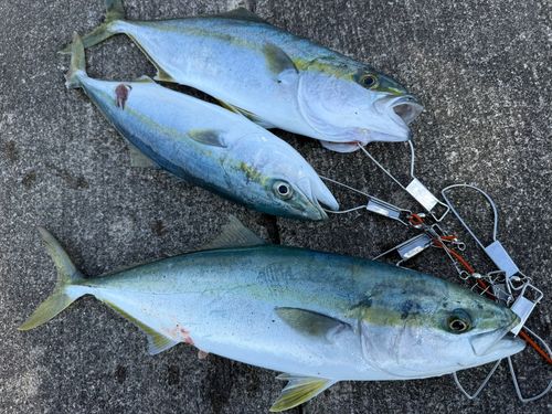 イナダの釣果