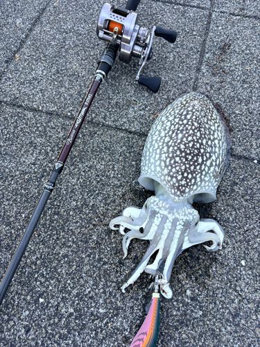 イカの釣果