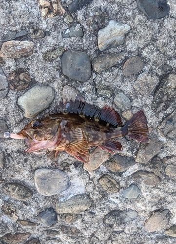 カサゴの釣果