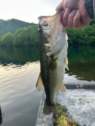 ラージマウスバスの釣果