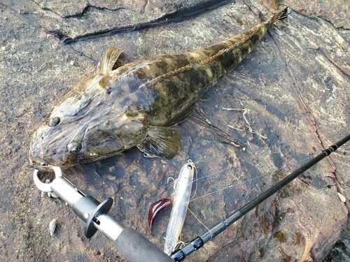 コチの釣果