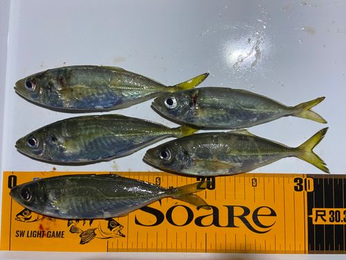 アジの釣果