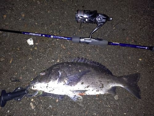 クロダイの釣果