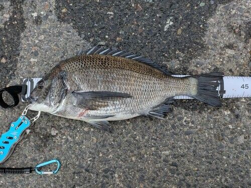 チヌの釣果
