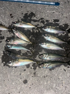 アジの釣果