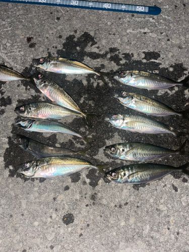 アジの釣果