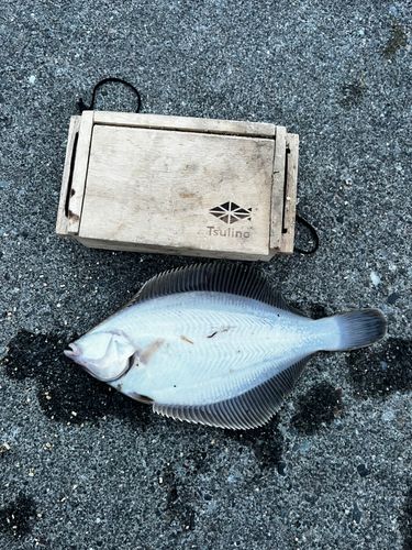 カレイの釣果