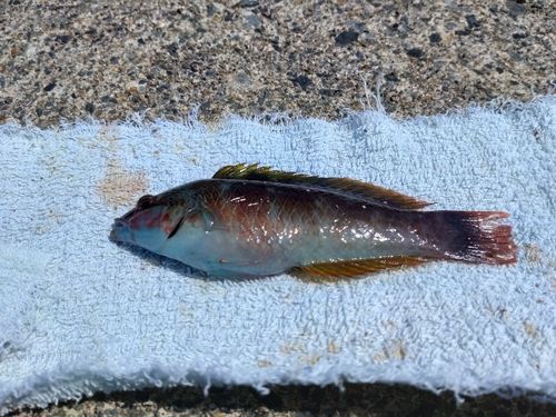 ホシササノハベラの釣果
