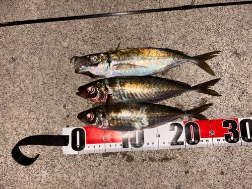 アジの釣果