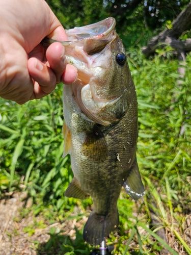 ラージマウスバスの釣果