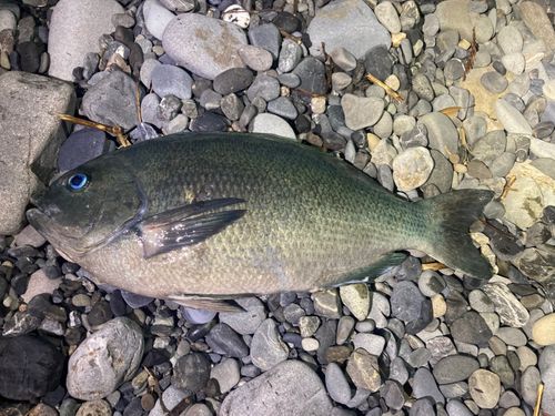 メジナの釣果