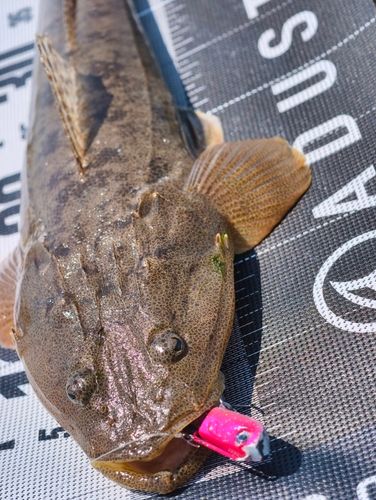 マゴチの釣果