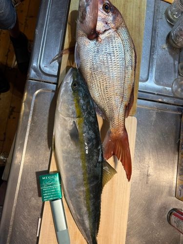 マダイの釣果