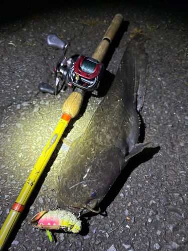 ナマズの釣果